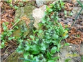 puzava ivica lat. ajuga reptans